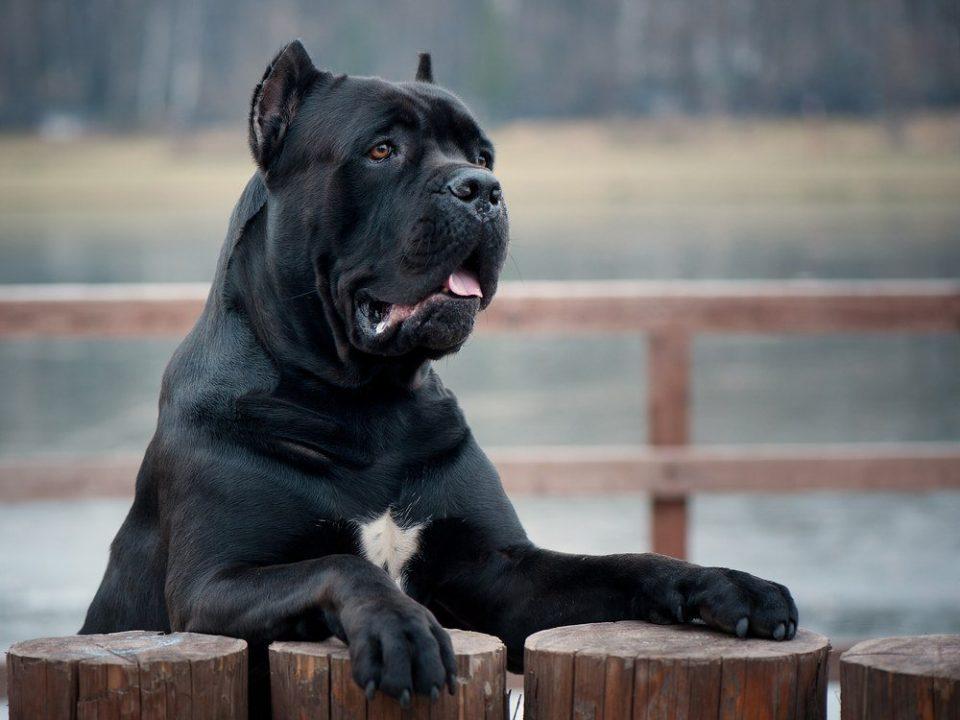 cane corso 2