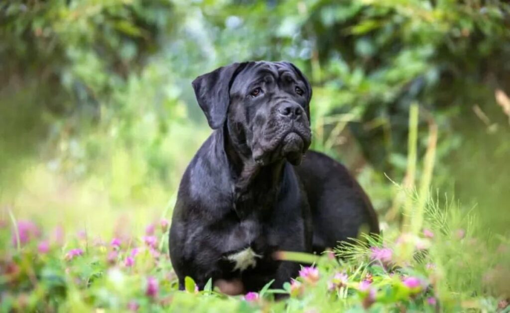 cane corso 3