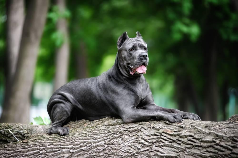 cane corso deitado